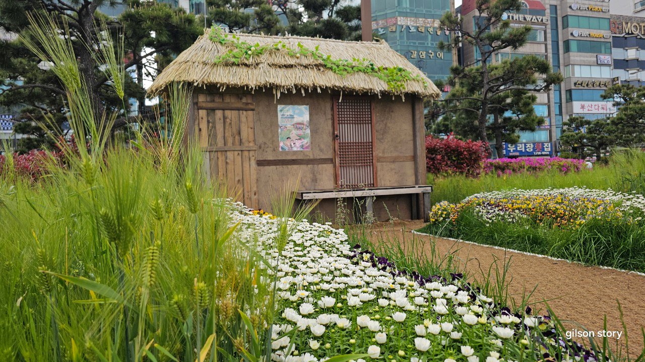 Traditional thatched hut surrounded by a seasonal barley and flower field at Namcheon, Gwangalli, Busan