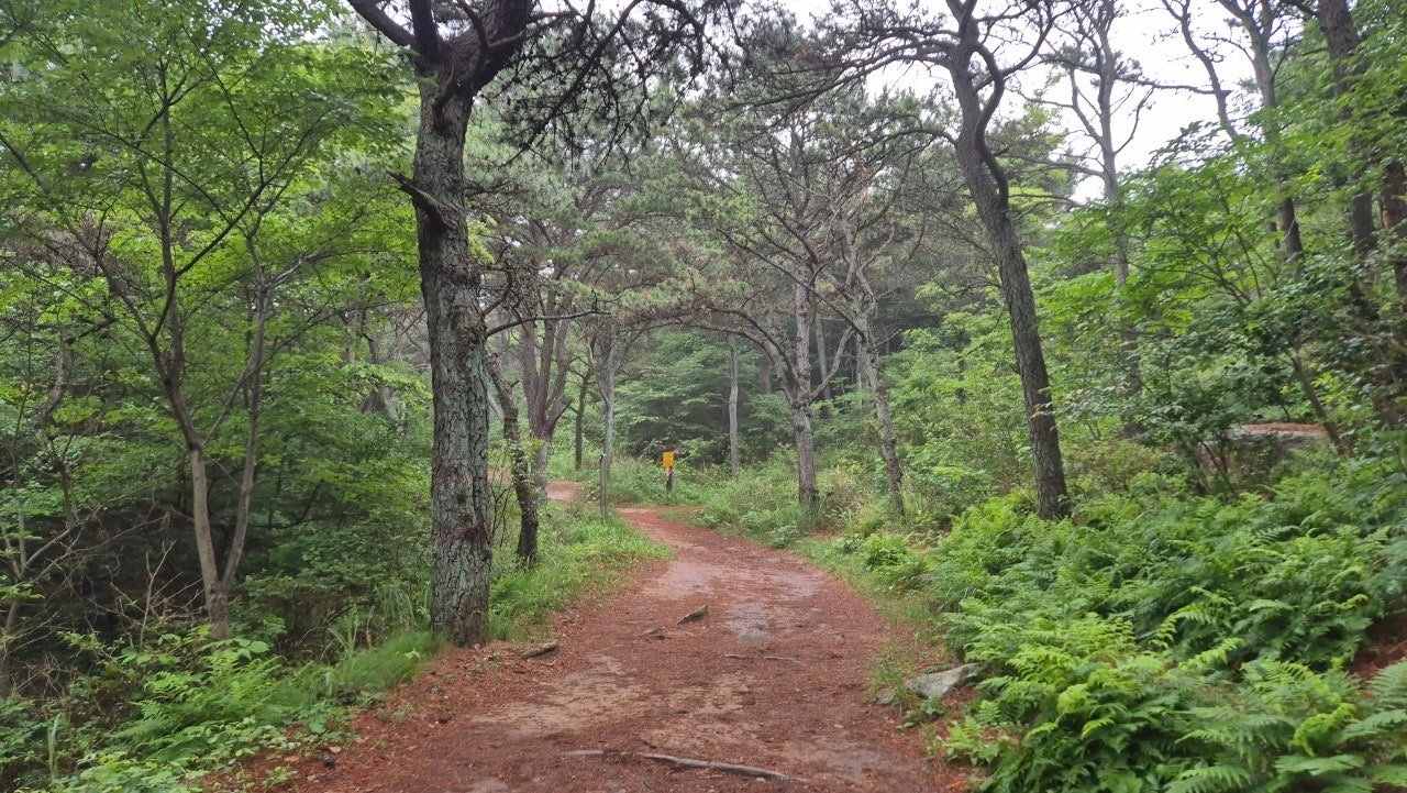 Dirt forest trail winding through pine trees near Geumjeongsanseong, Busan