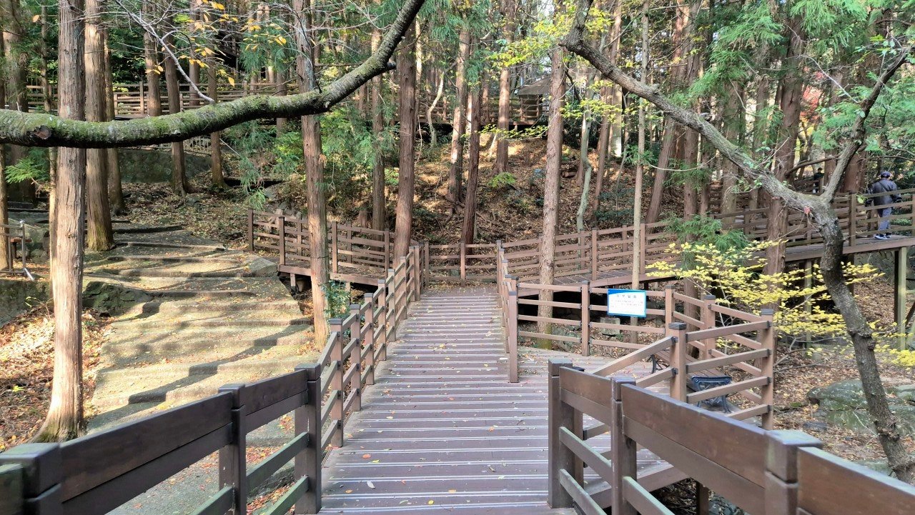 Wooden boardwalk winding through a cypress forest at Nokdam-gil, Busan