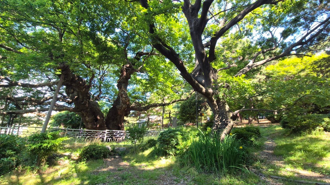 A centuries-old tree with sprawling branches at Suyeong Historic Park, Busan, in morning light